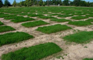 The forage management project