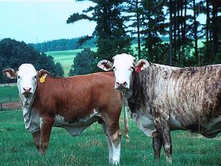 Two cows in pasture