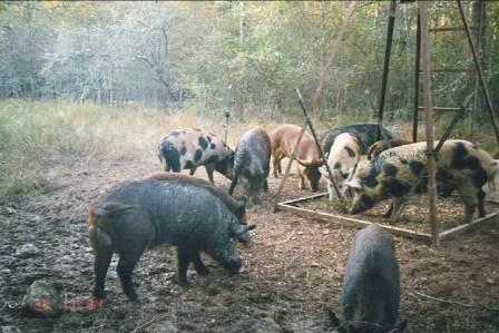 Wild Pigs | Texas A&M AgriLife Research & Extension Center at Overton