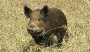 Wild Pigs