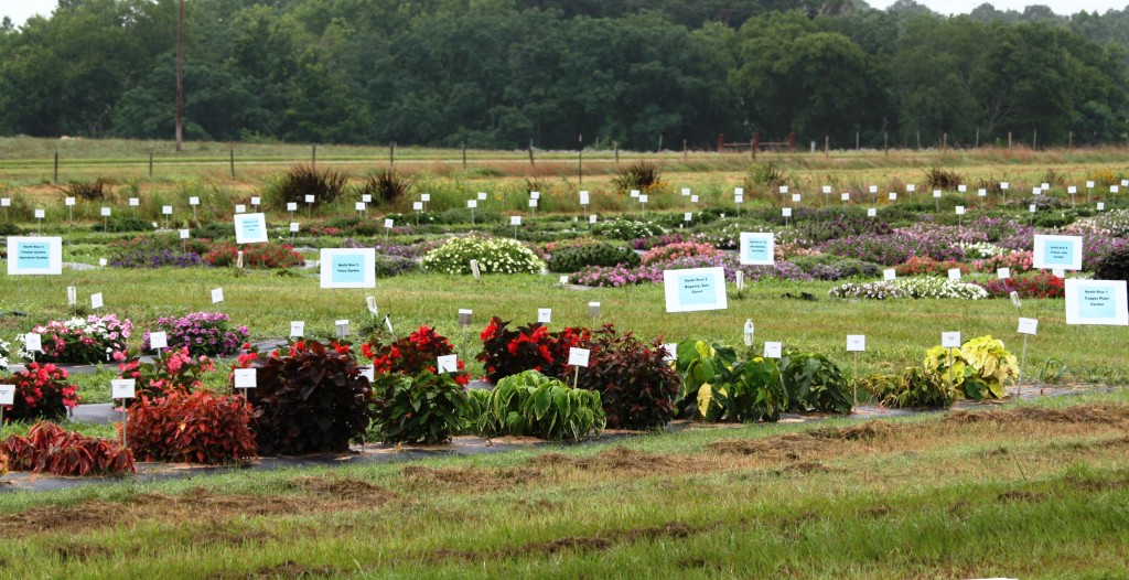 field of flowers and plants