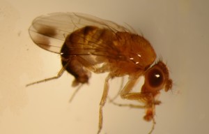Male-Spotted-Wing-Drosophila-HR-1024x656